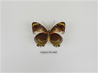 藏品(外國蝴蝶)的圖片